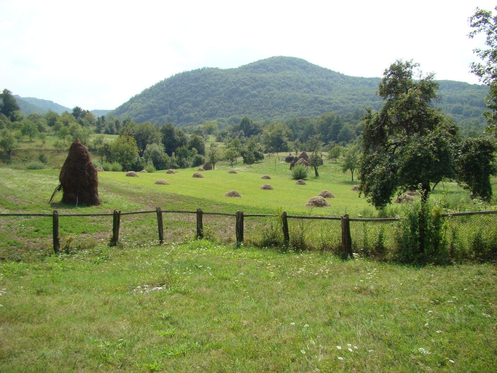 Burjuc